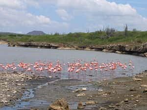 Сопровождение в Бонэйр, Синт-Эстатиус и Саба • Шлюхи в Kralendijk, Oranjestad, The Bottom